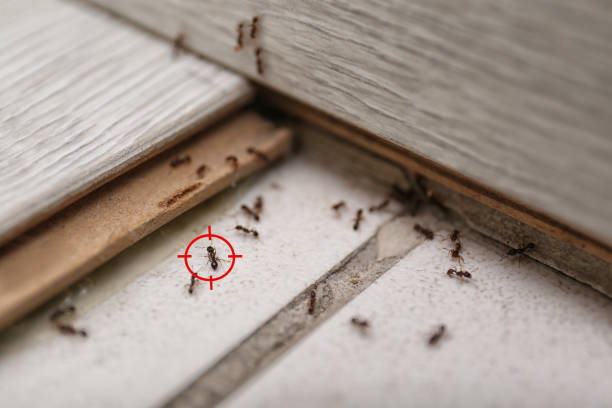 Best Ant Control Services  in Manchester, TN